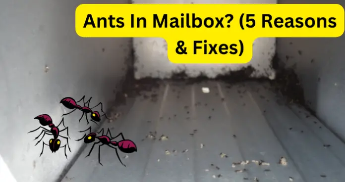 Ants In Mailbox
